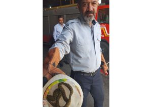 مارگیری از خودرو در شهرک میلاد مرند با حضور آتش‌نشانان شهرداری مرند