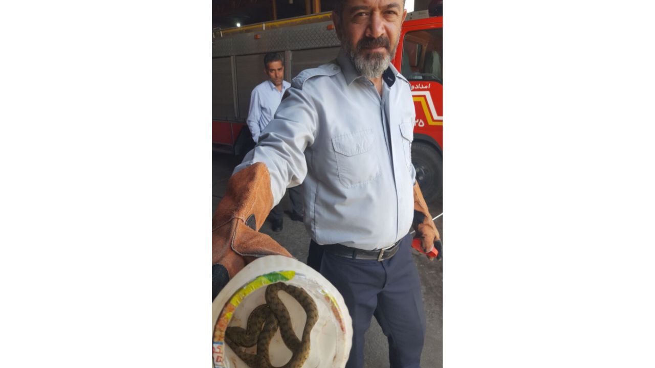 مارگیری از خودرو در شهرک میلاد مرند با حضور آتش‌نشانان شهرداری مرند
