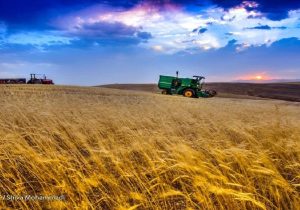 راهکار کاهش ضایعات حوزه آرد و گندم چیست؟